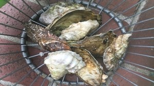 Have you enjoyed the pleasure of venturing out to catch a seafood dinner? Here on the Cape, it's pretty easy.